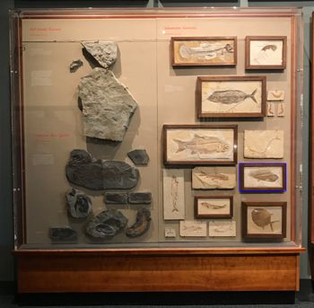 Media type: image;   Vertebrate Paleontology VPF-5300 Description: Annotated image of exhibit case A6 showing the location of VPF-5300 on exhibit at HMNH in Romer Hall.;